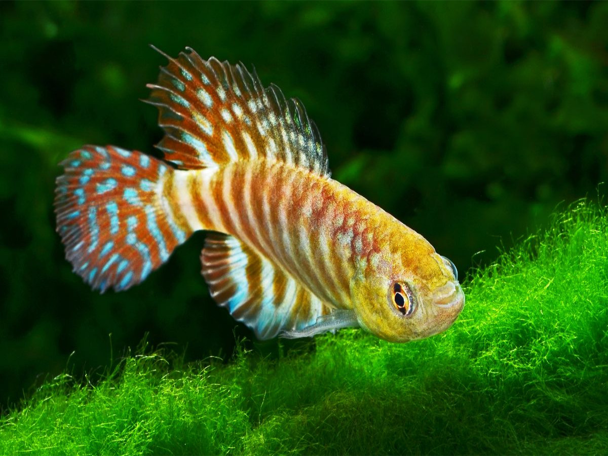 Hypsolebias tocantinensis, BRASILIEN