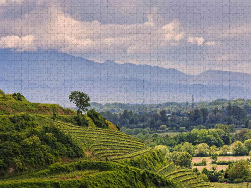 Weinberge bei Achkarren