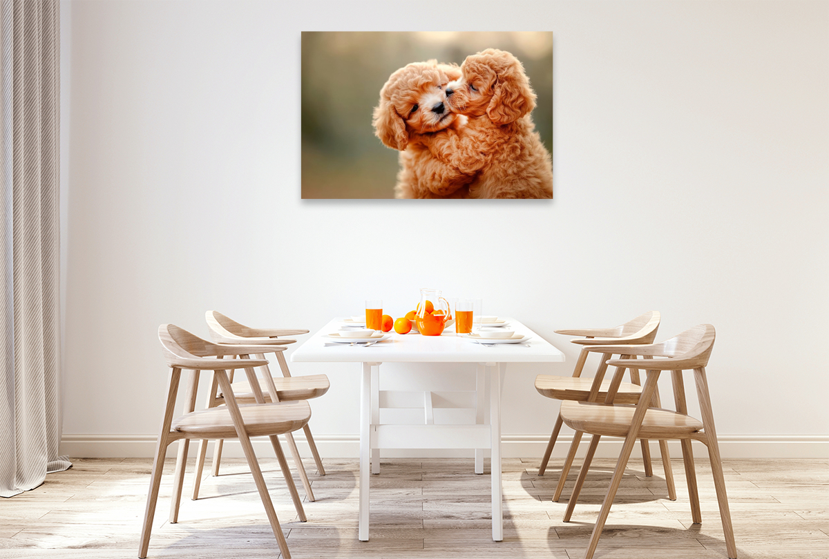 Unzertrennliche Maltipoo-Welpen
