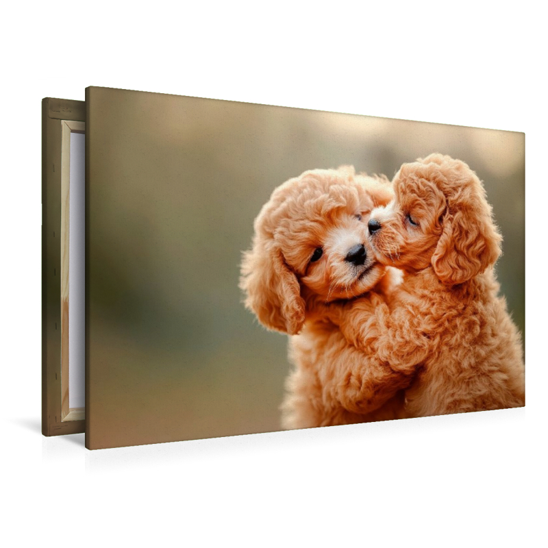 Unzertrennliche Maltipoo-Welpen