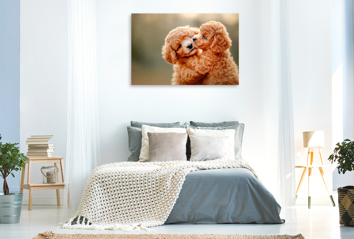 Unzertrennliche Maltipoo-Welpen