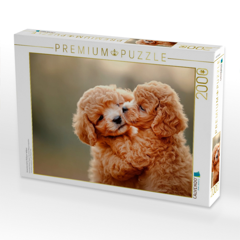 Unzertrennliche Maltipoo-Welpen