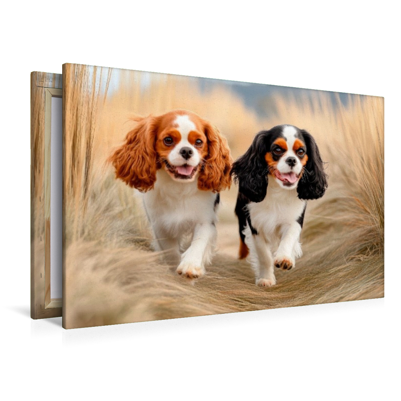 Cavalier King Charles Spaniel - Abenteuer im Dünengras