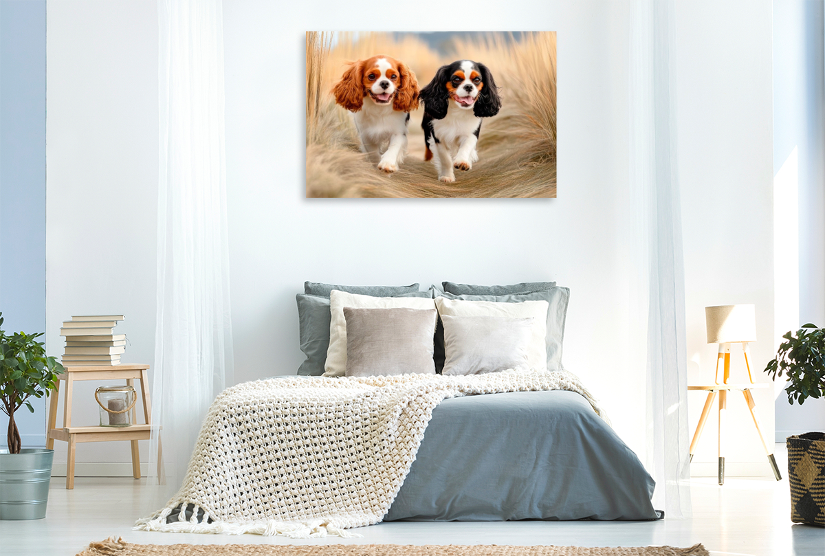 Cavalier King Charles Spaniel - Abenteuer im Dünengras