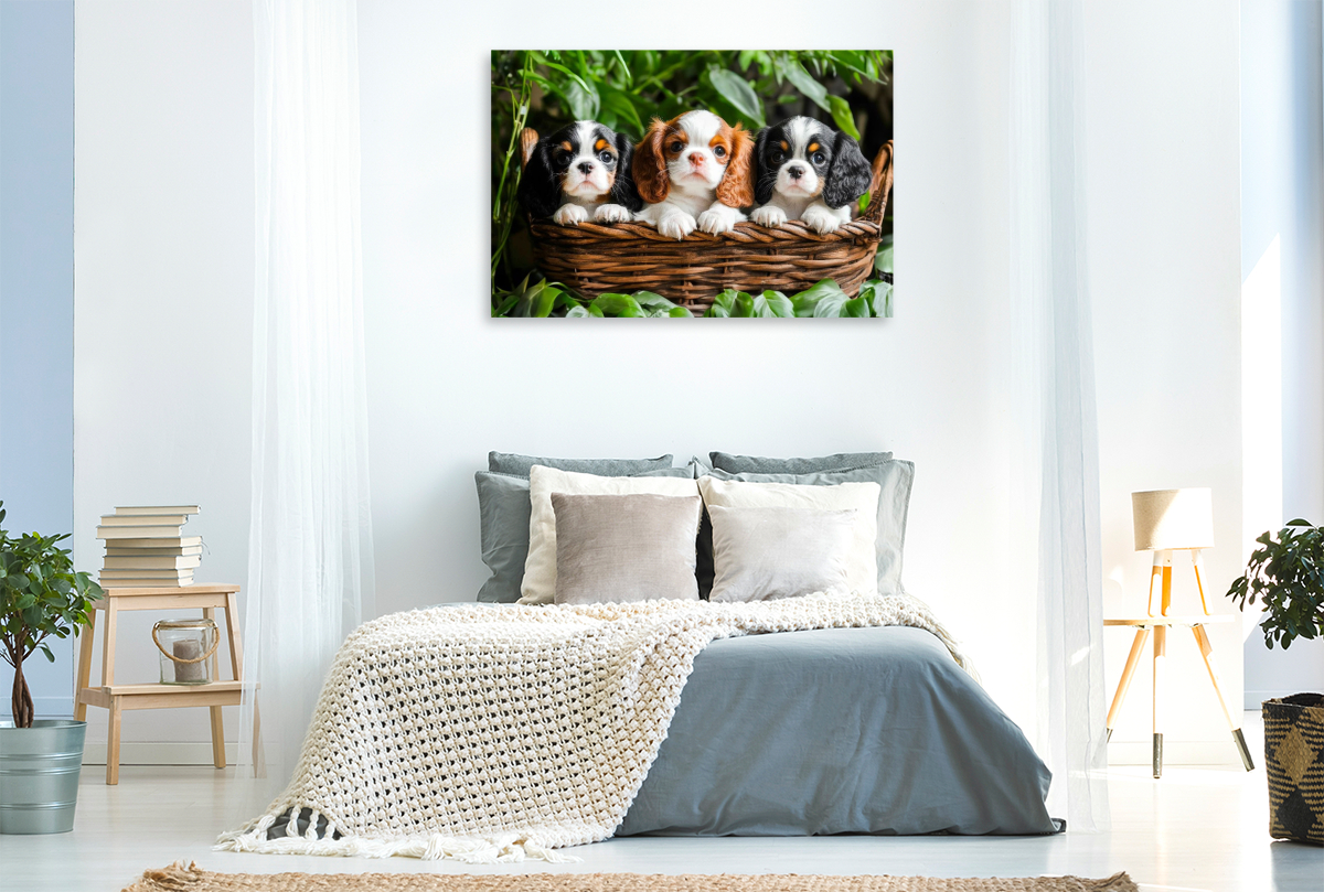 Süße Cavalier King Charles Spaniel Welpen