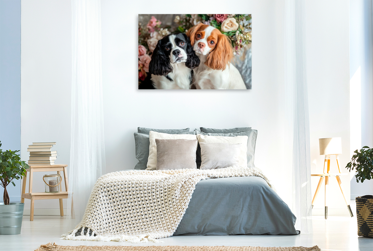 Cavalier King Charles Spaniel - Harmonie zu zweit