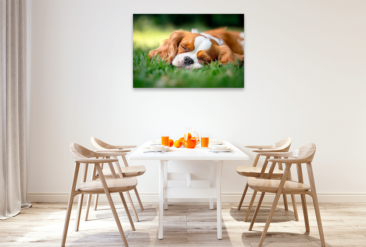 Cavalier King Charles Spaniel - Süße Träume im Grünen