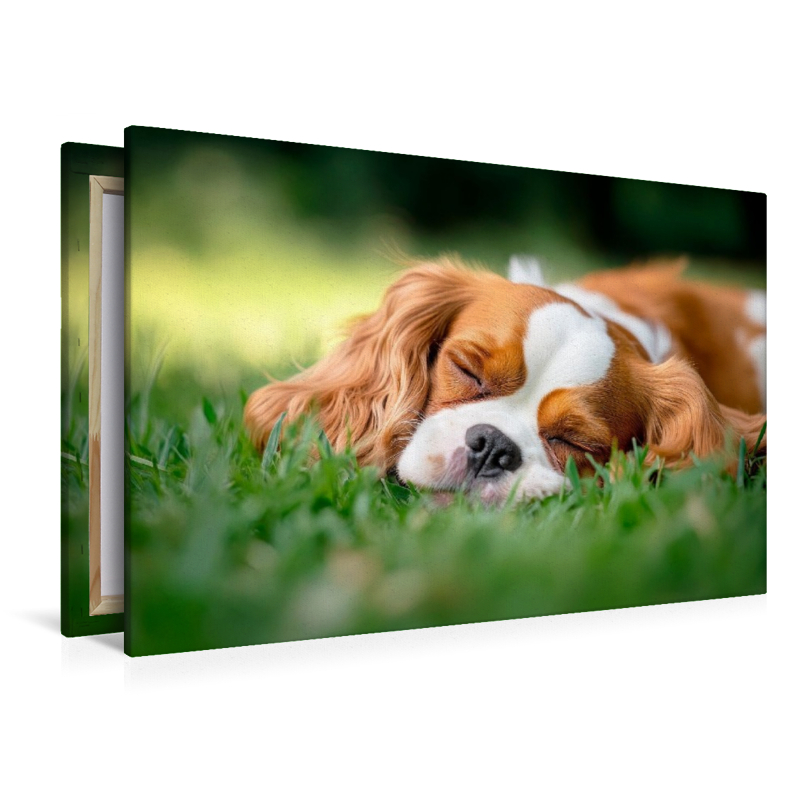 Cavalier King Charles Spaniel - Süße Träume im Grünen