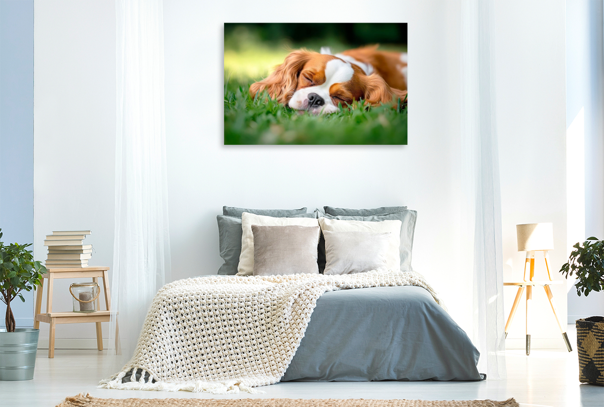 Cavalier King Charles Spaniel - Süße Träume im Grünen
