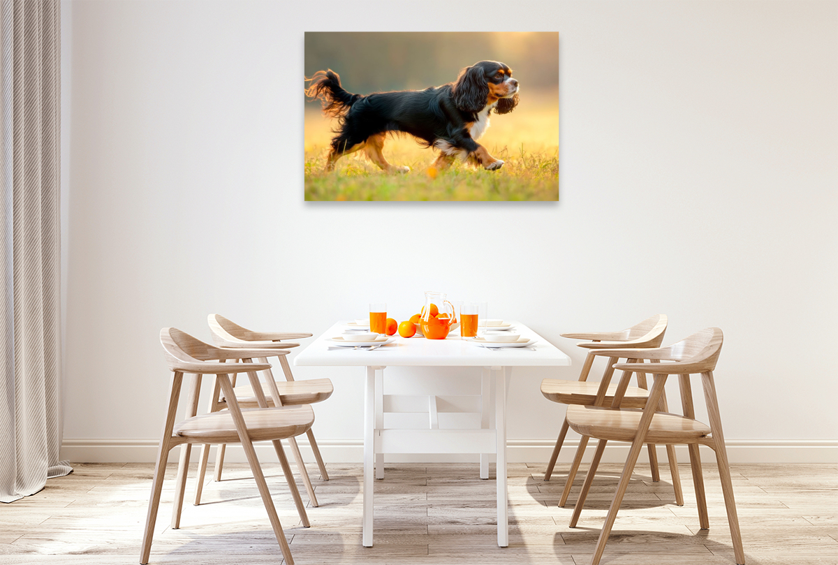 Cavalier King Charles Spaniel – Anmut in Bewegung