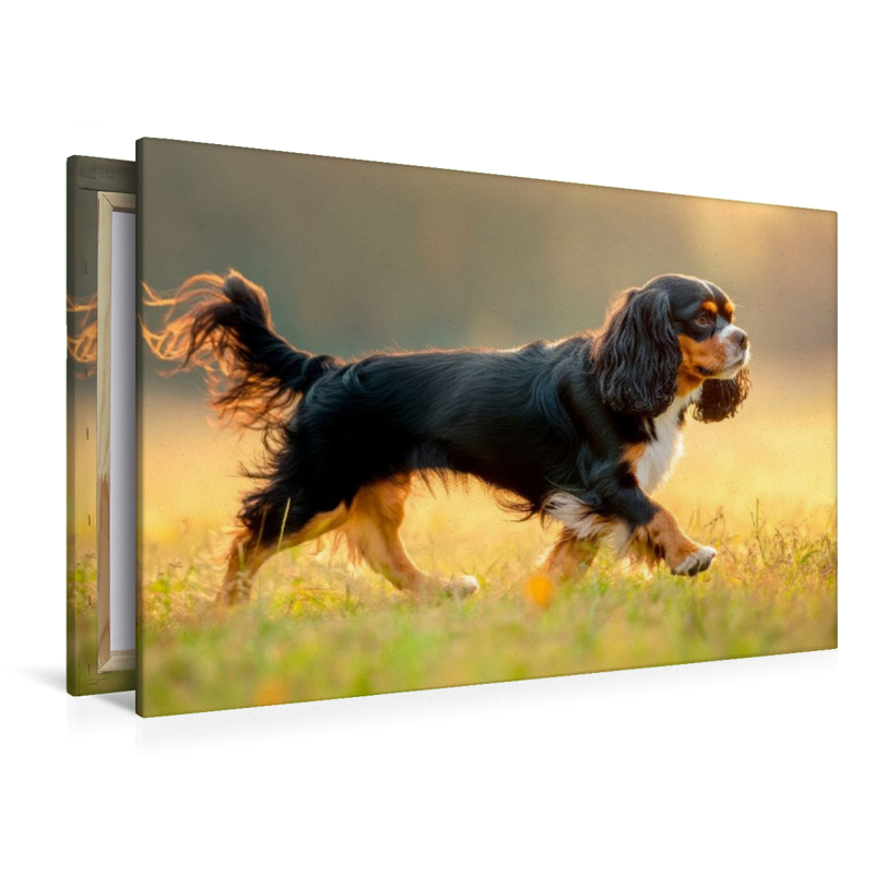Cavalier King Charles Spaniel – Anmut in Bewegung