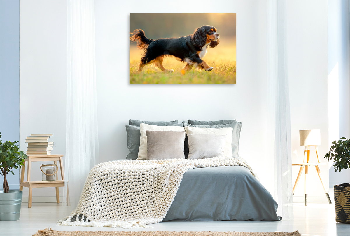 Cavalier King Charles Spaniel – Anmut in Bewegung