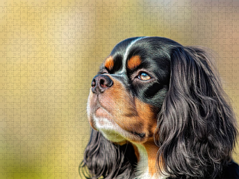 Cavalier King Charles Spaniel – Eine treue Seele