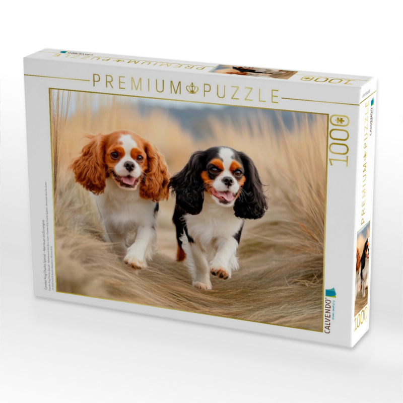 Cavalier King Charles Spaniel - Abenteuer im Dünengras