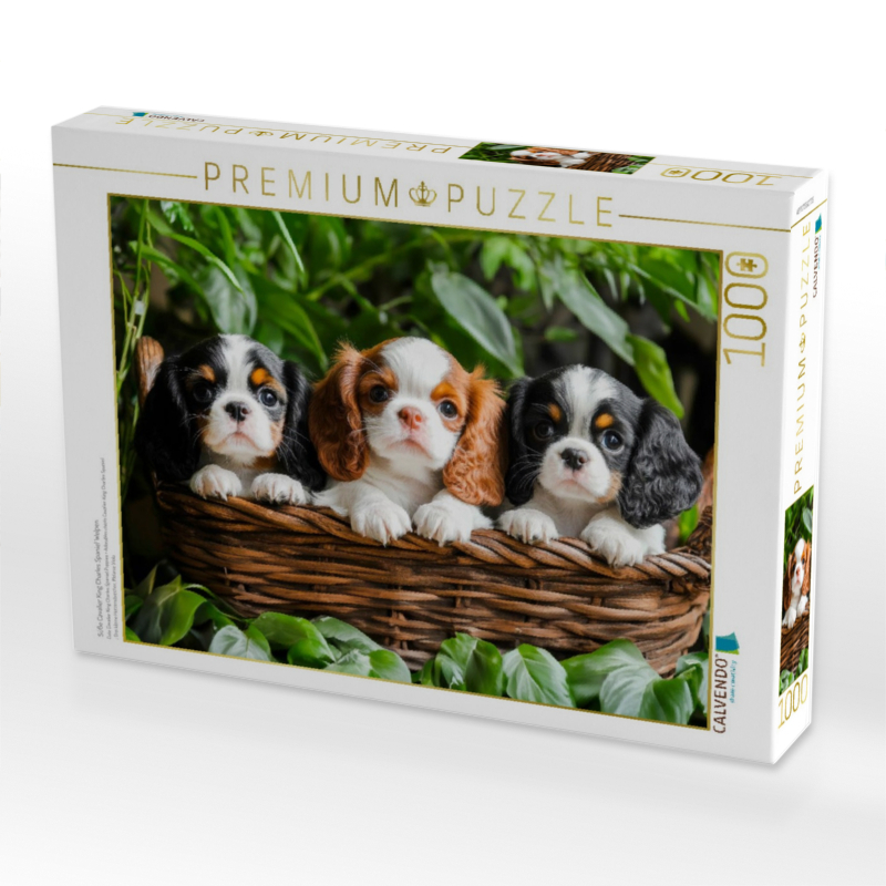Süße Cavalier King Charles Spaniel Welpen