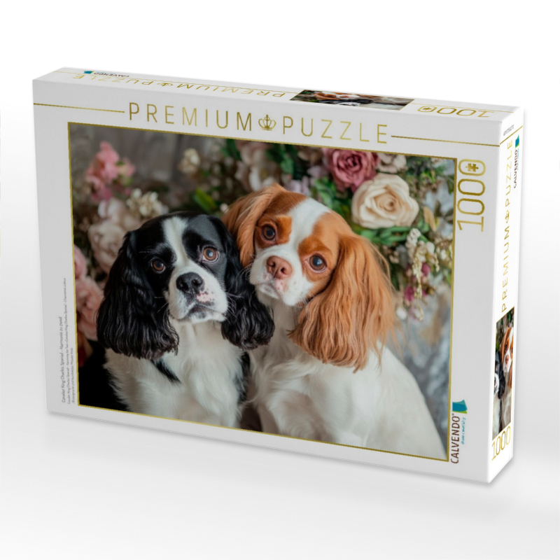 Cavalier King Charles Spaniel - Harmonie zu zweit