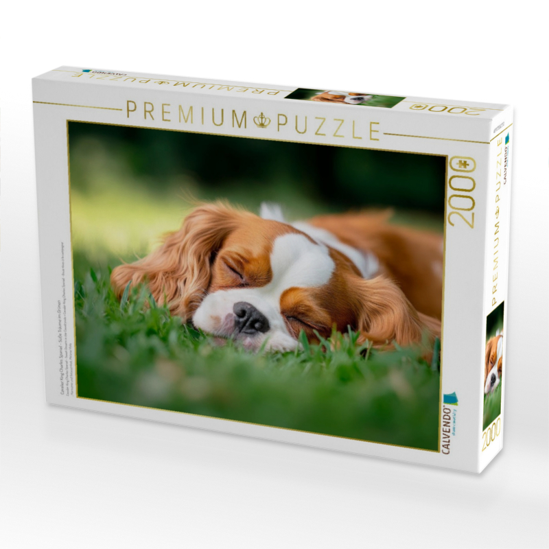 Cavalier King Charles Spaniel - Süße Träume im Grünen