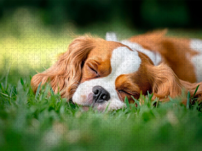Cavalier King Charles Spaniel - Süße Träume im Grünen