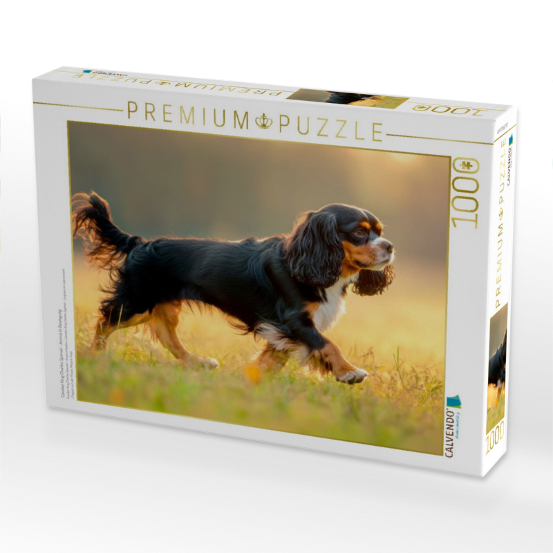 Cavalier King Charles Spaniel – Anmut in Bewegung