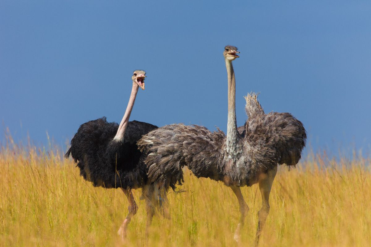Afrikanische Straußenvögel
