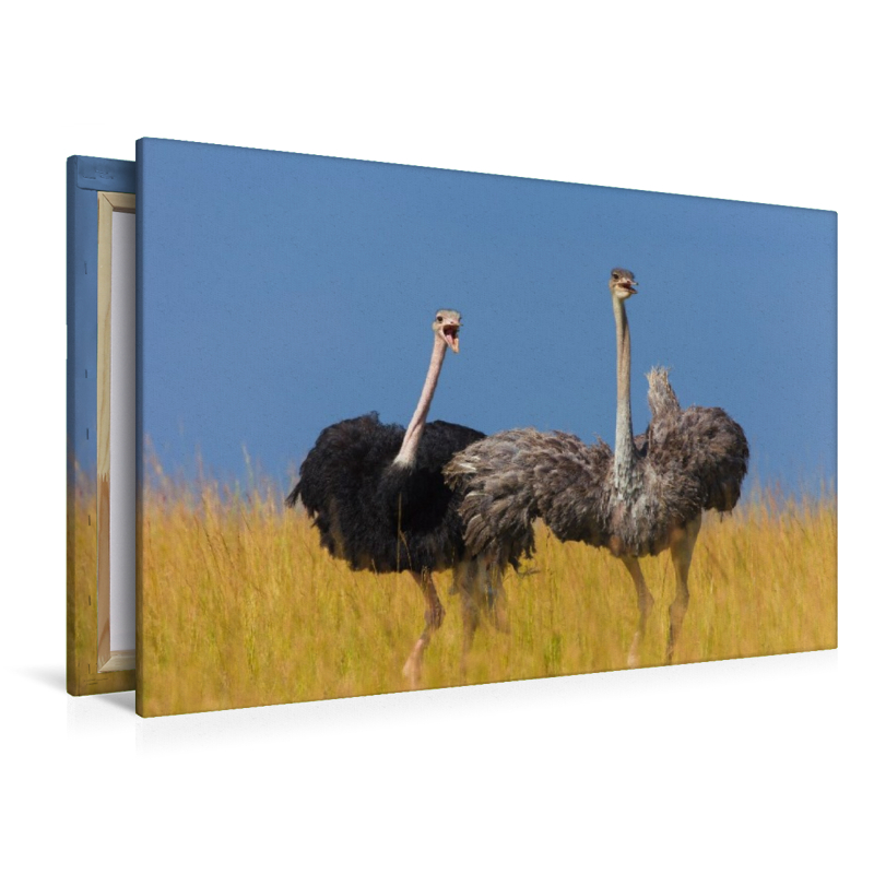 Afrikanische Straußenvögel