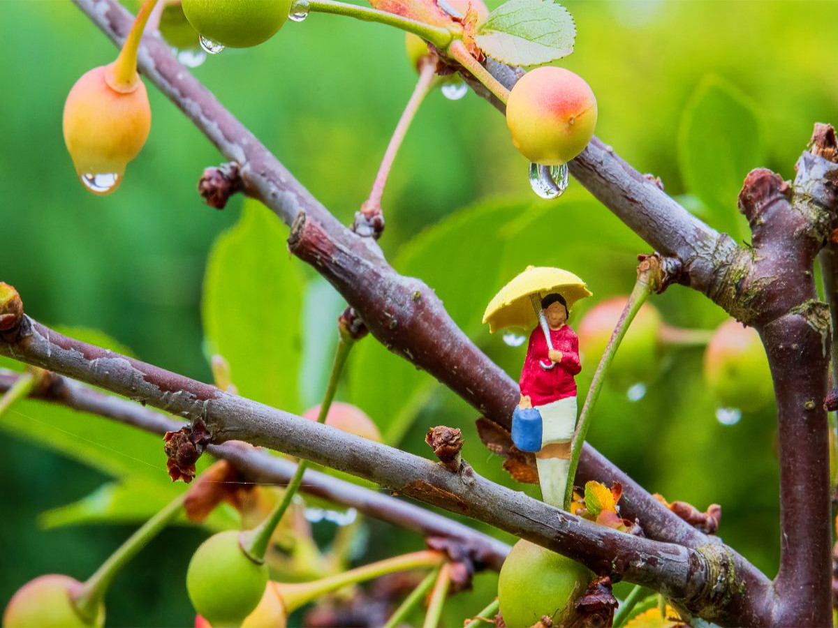 Regen im Kirschbaum