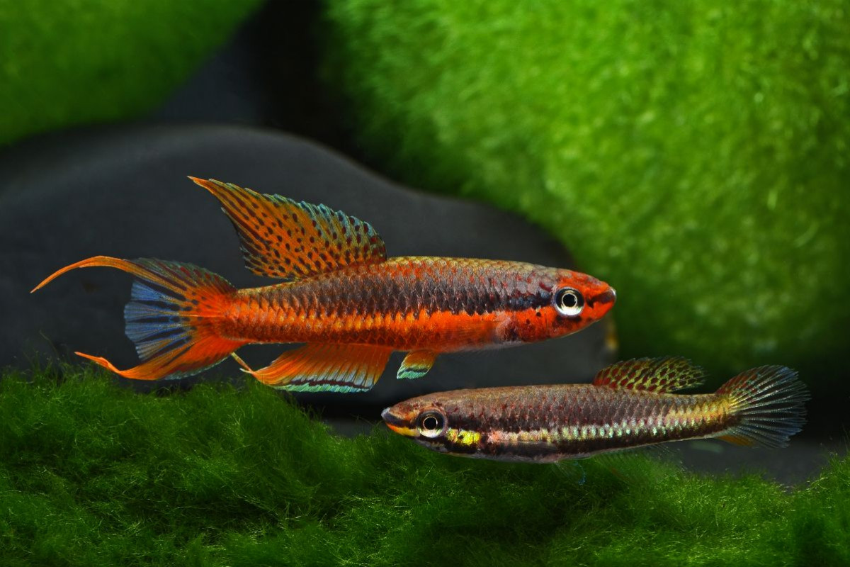 Chromaphyosemion rubrogaster, GABUN