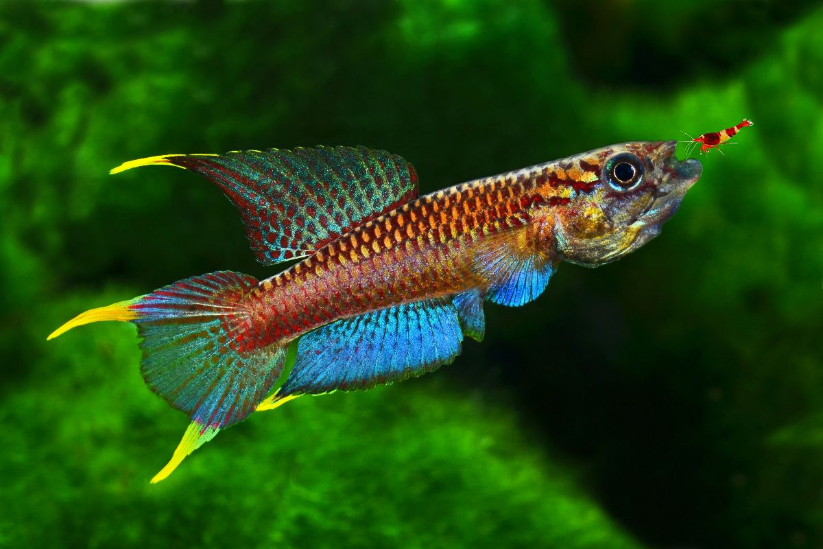 Chromaphyosemion poliaki, KAMERUN