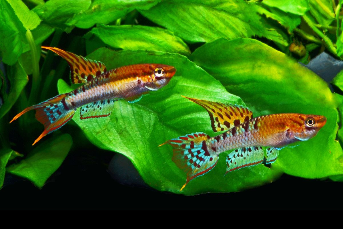 Chromaphyosemion bivittatum, NIGERIA