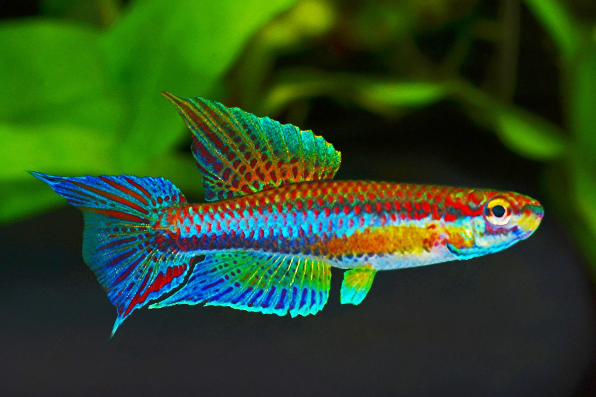 Chromaphyosemion malumbresi, ÄQUTORIALGUINEA