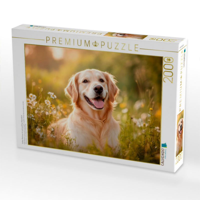 Golden Retriever im sommerlichen Abendlicht