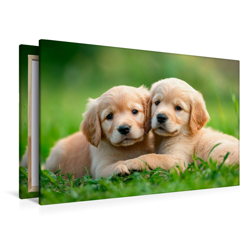 Golden Retriever Freunde fürs leben