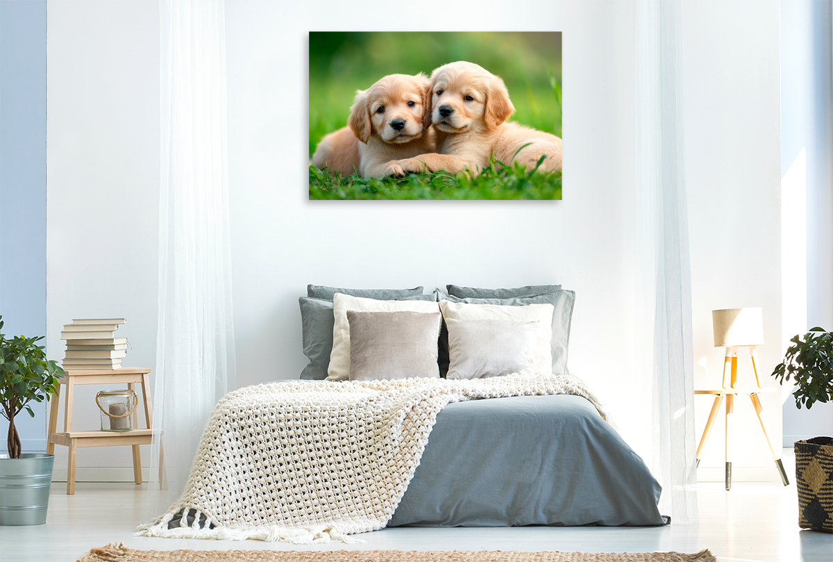 Golden Retriever Freunde fürs leben