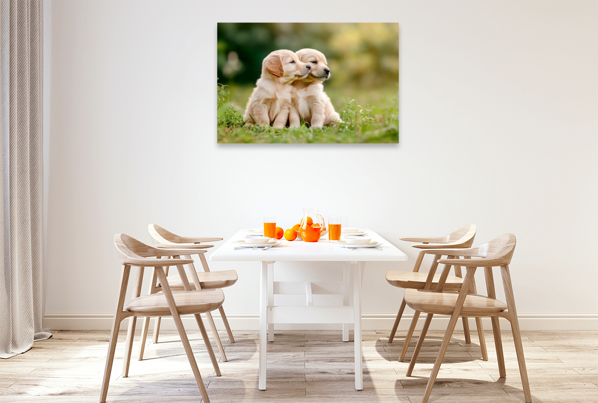 Süße Golden Retriever Welpen