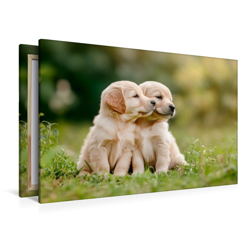 Süße Golden Retriever Welpen