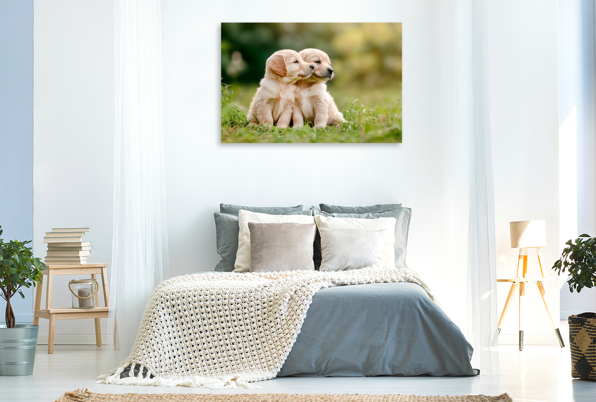 Süße Golden Retriever Welpen