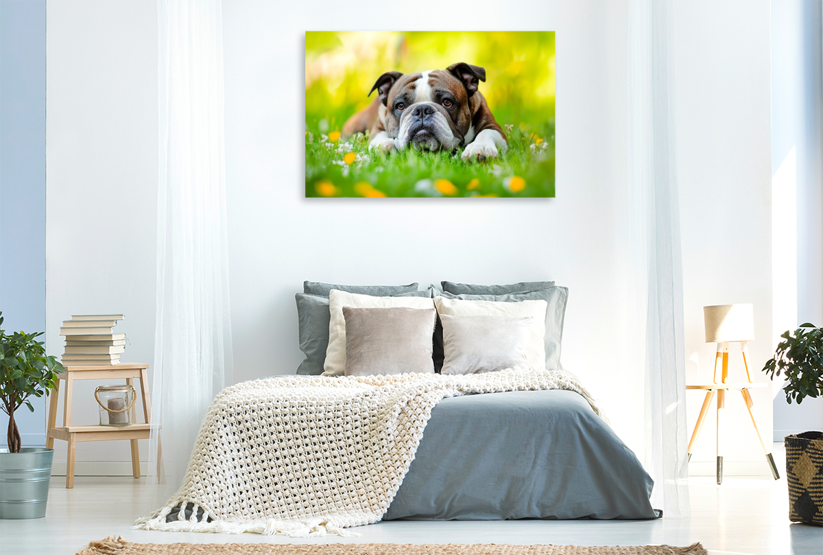 Englische Bulldogge genießt die Natur