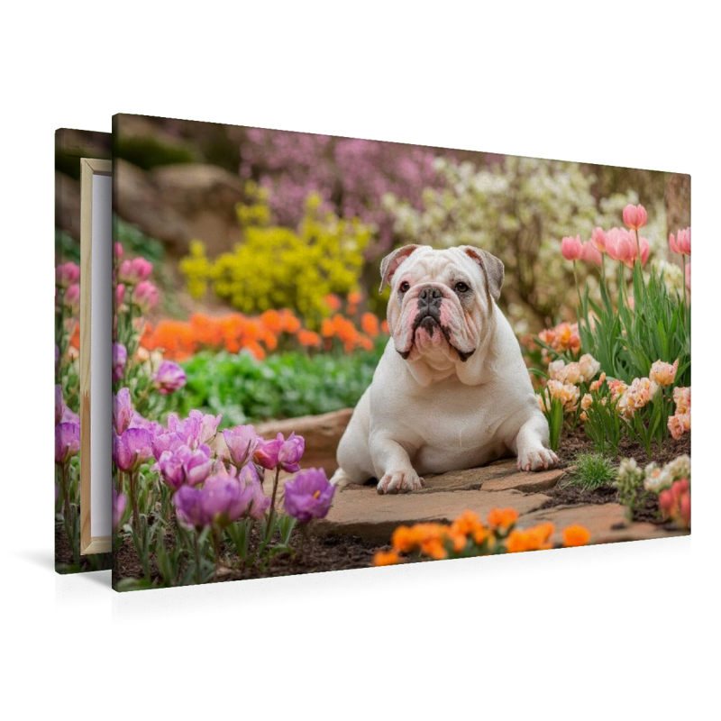 Englische Bulldogge im Frühlingsgarten