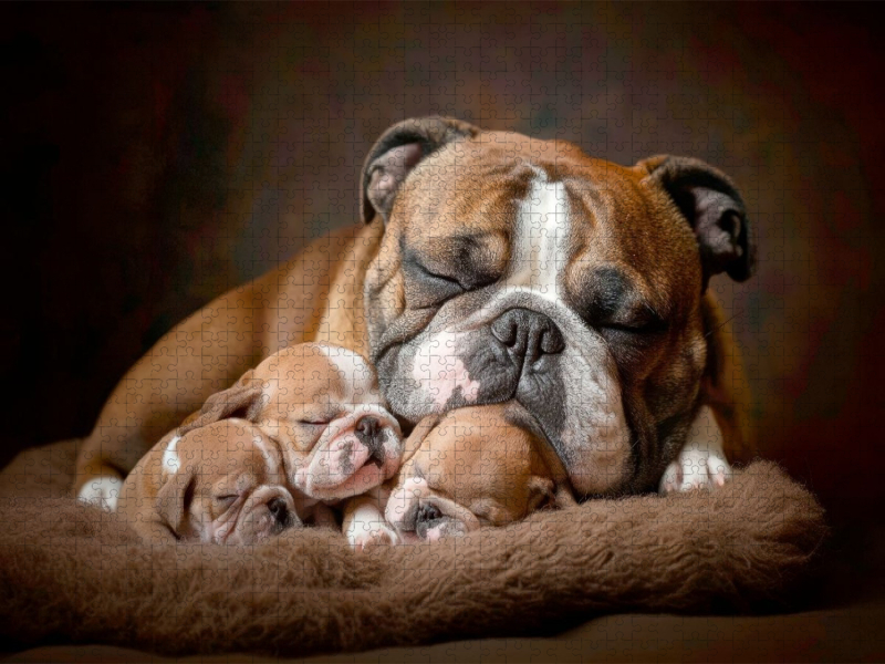 Süße Englische Bulldoggen Familie
