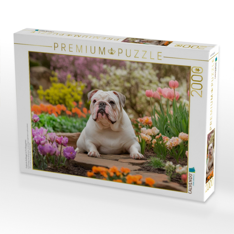 Englische Bulldogge im Frühlingsgarten