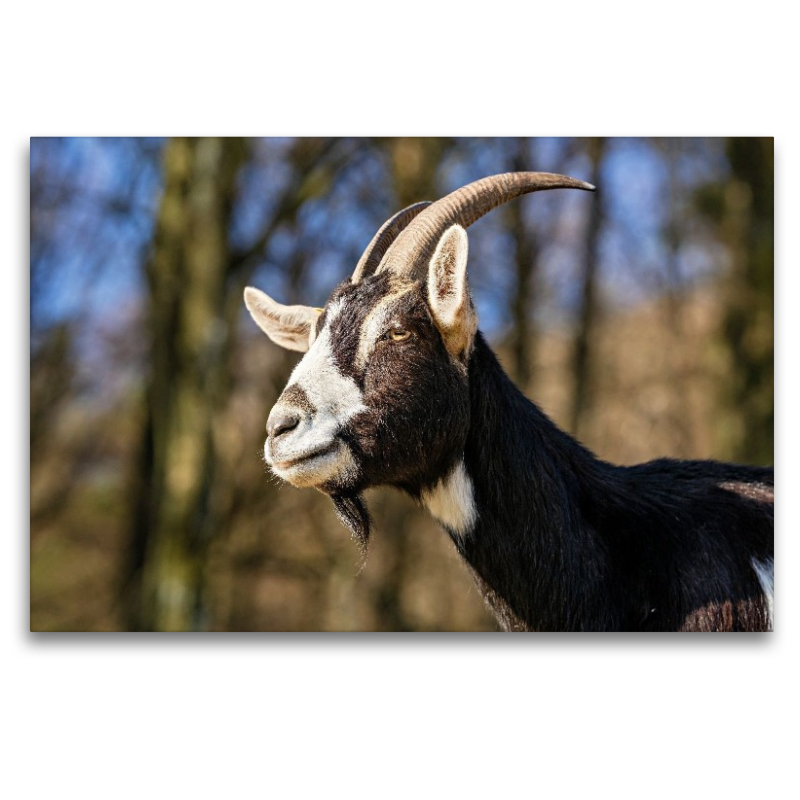 Was für eine Ziegenschönheit