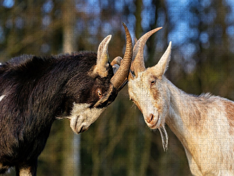 Zwei, die sich mögen