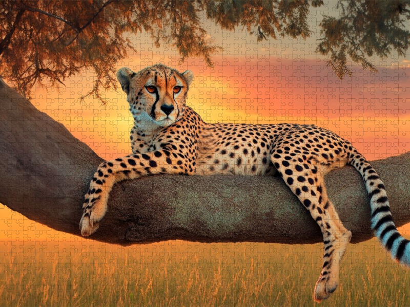 Gepard - Anmut in der Dämmerung