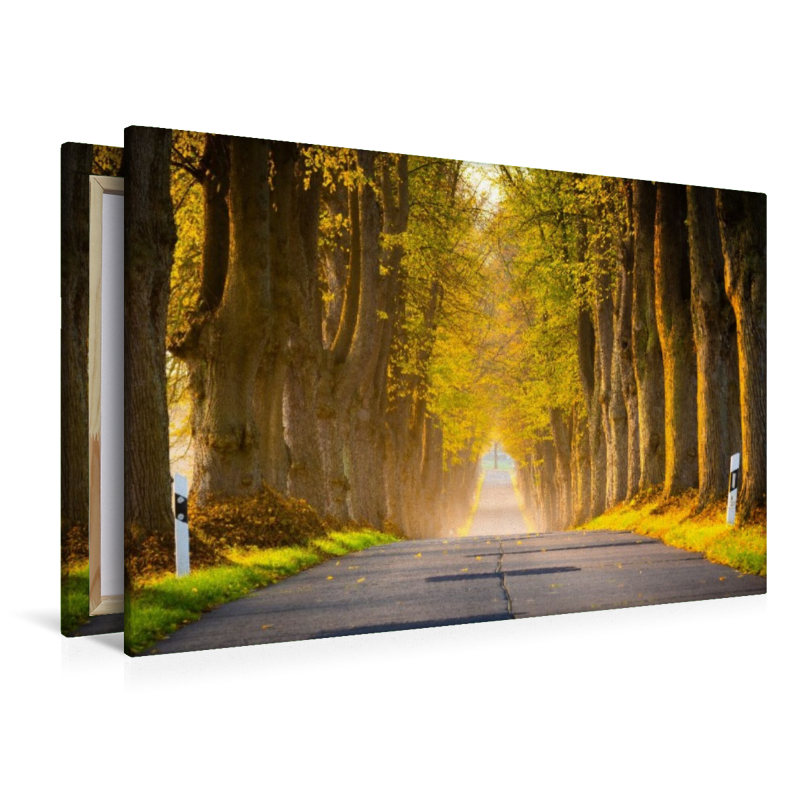Allee im Morgenlicht