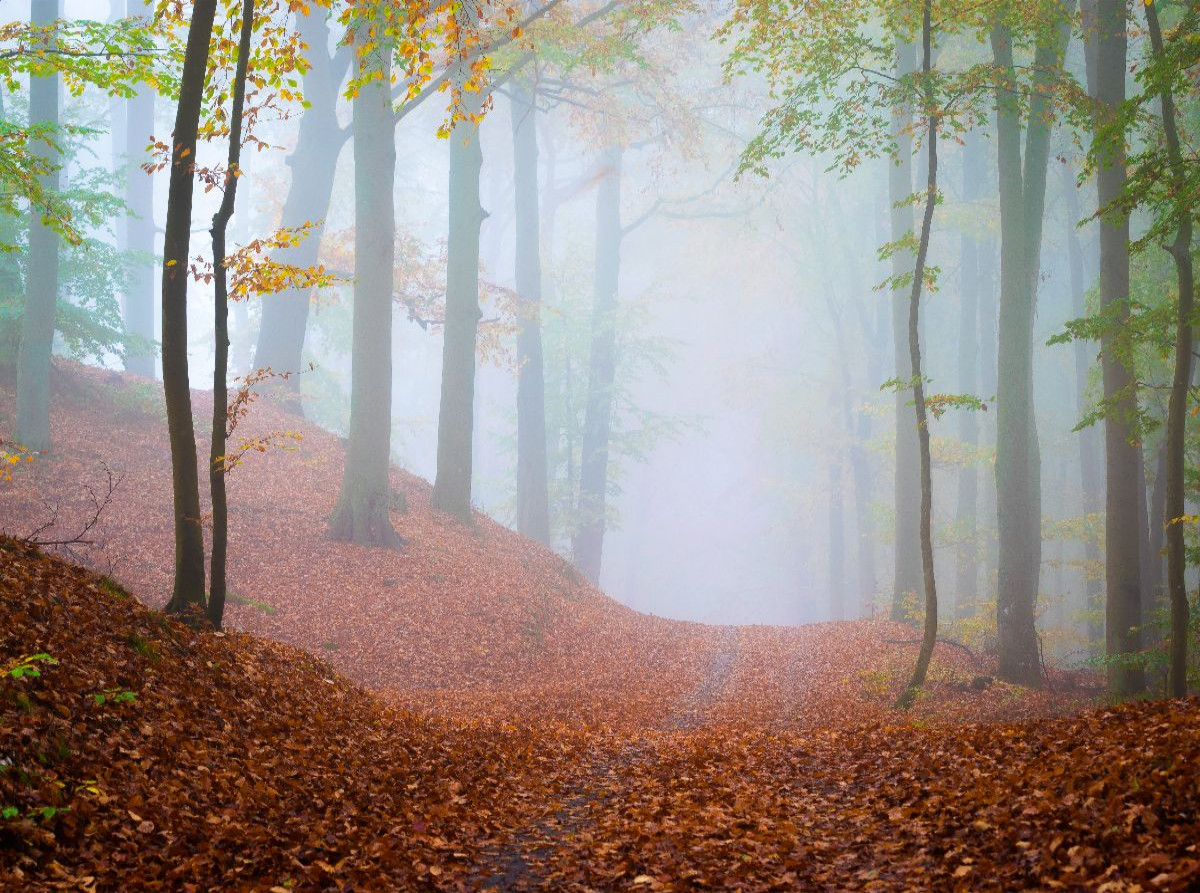 Wald im Nebel