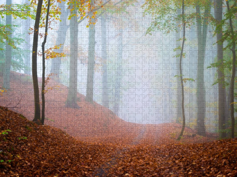 Wald im Nebel
