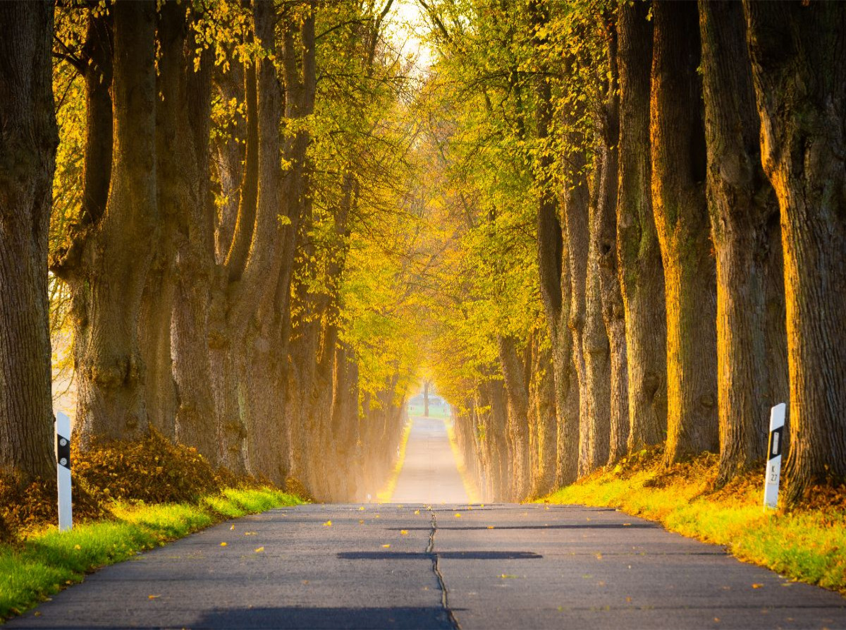 Allee im Morgenlicht