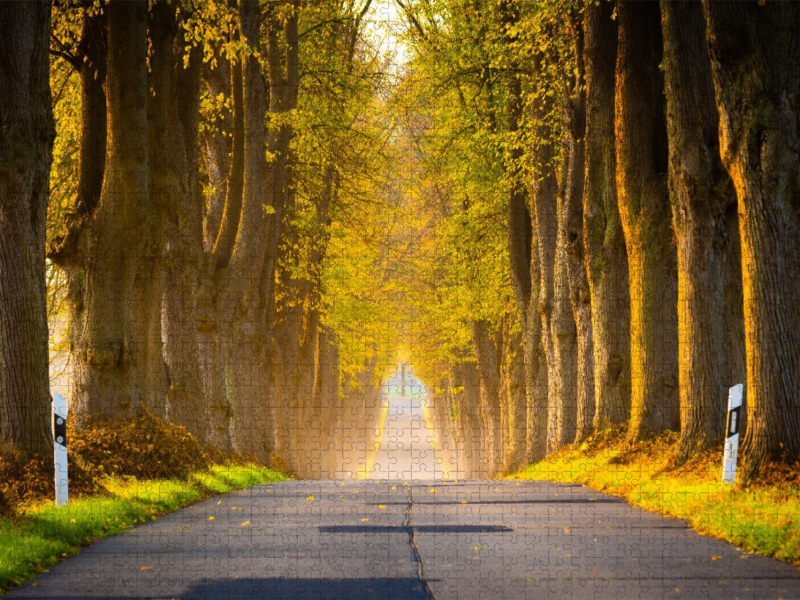 Allee im Morgenlicht