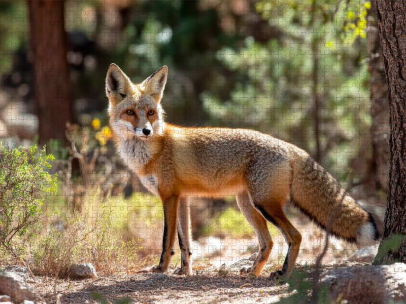 Fuchs - Aufmerksam durch den Wald