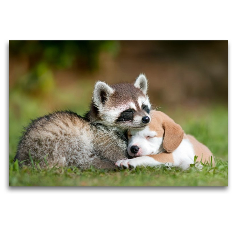 Waschbär und Welpe - Freundschaft kennt keine Grenzen